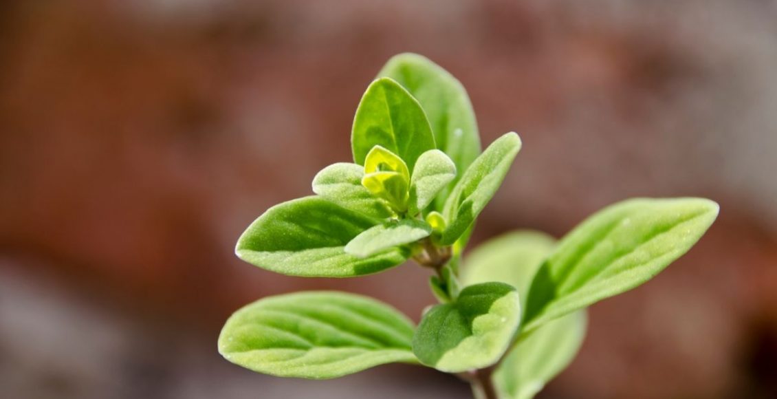Manjerona não é manjericão! Conheça as dicas de cultivo e os benefícios da erva - Reprodução Canva (1)