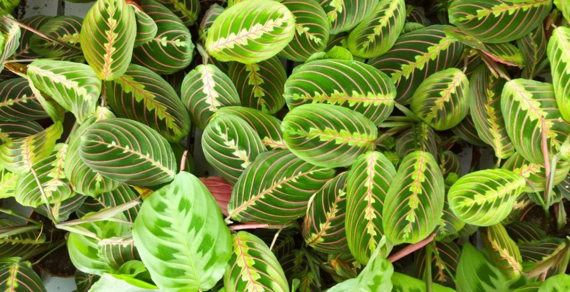 Maranta pavão dicas rápidas e objetivas para cultivar essa planta - Reprodução Canva