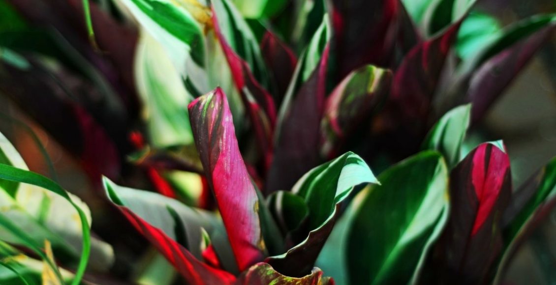 Maranta triostar dicas rápidas e objetivas para cultivar essa planta - Reprodução Canva