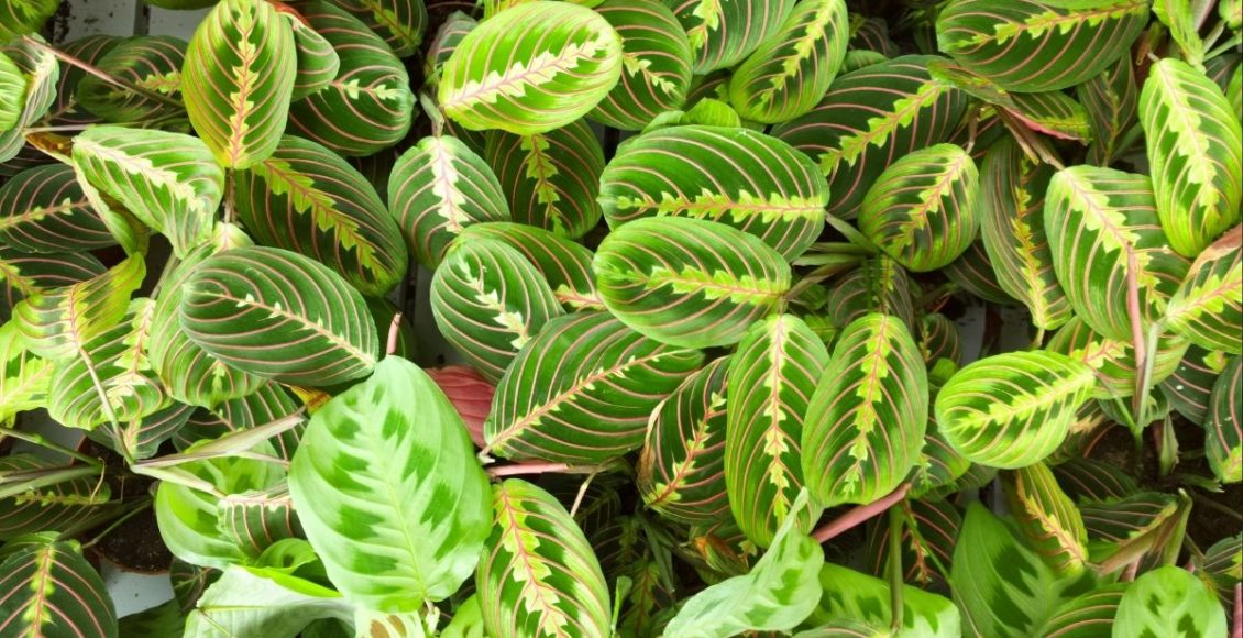 Marantas dicas rápidas e práticas para cultivar com sucesso essa planta - Reprodução Canva