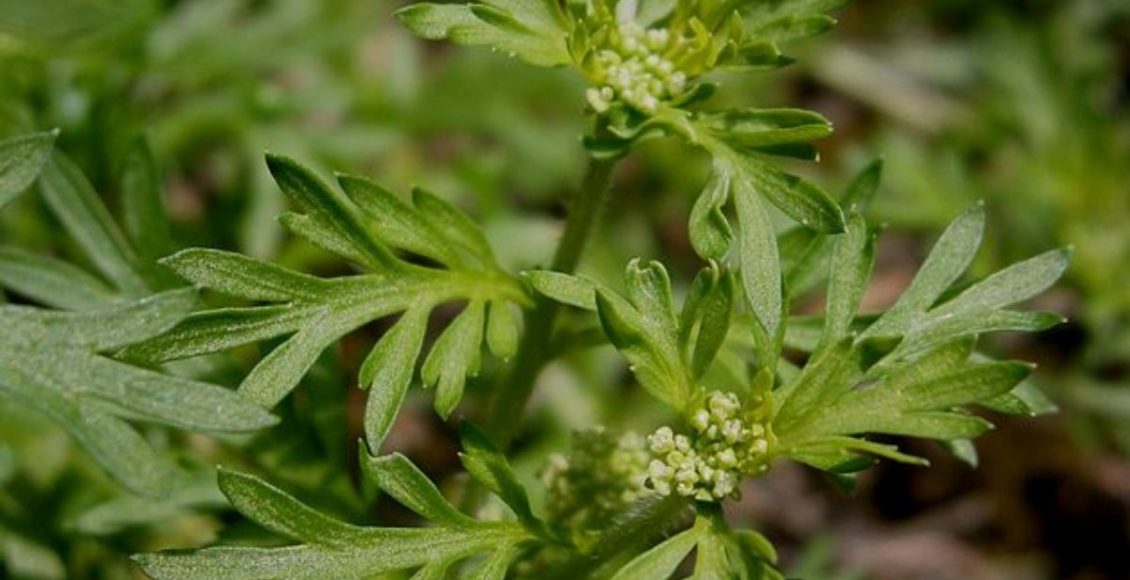 Mentruz: conheça os benefícios dessa planta para a sua saúde — Reprodução do commons.wikimedia.org.