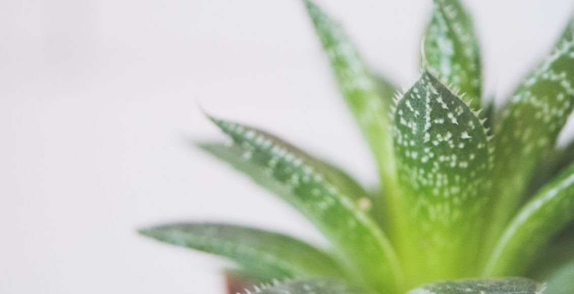 Mini espada de São Jorge confira informações sobre essa plantinha - Reprodução Canva