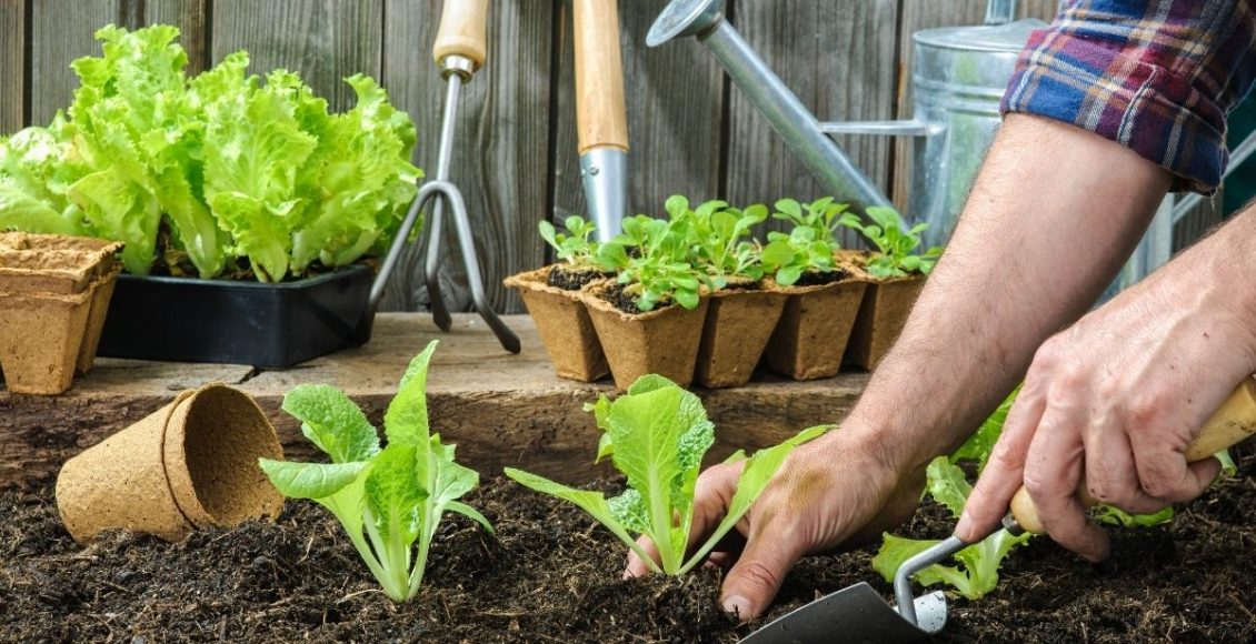 Montando uma horta em casa - reprodução Canva