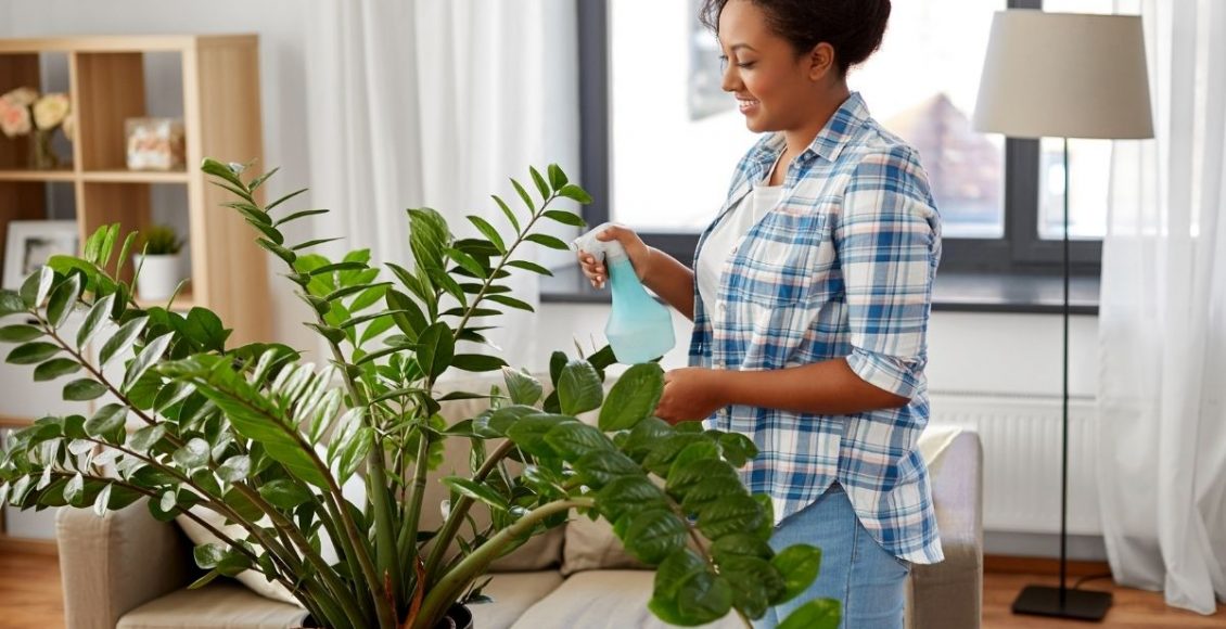 Não sabe cuidar de plantas Conheça as 5 plantas mais resistentes - Reprodução Canva