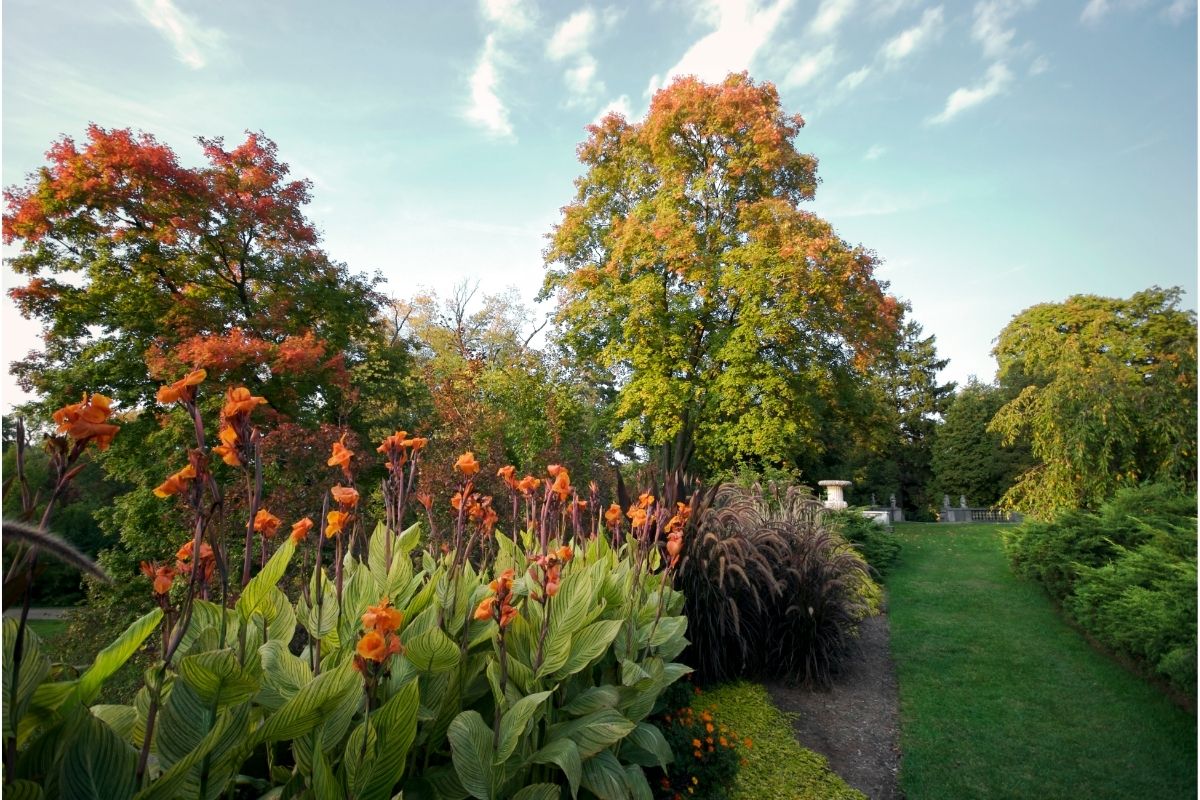 O outono chegou! Entenda o que essa estação causa no seu jardim - Reprodução Canva (1)