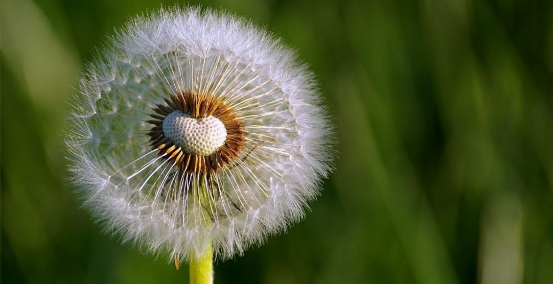 O que são plantas exóticas entenda o termo de uma vez por todas - Reprodução Canva