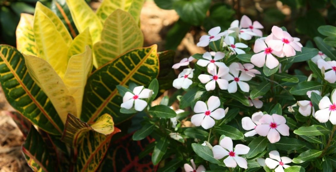 O que são plantas ornamentais entenda de uma vez por todas o conceito - Reprodução Canva