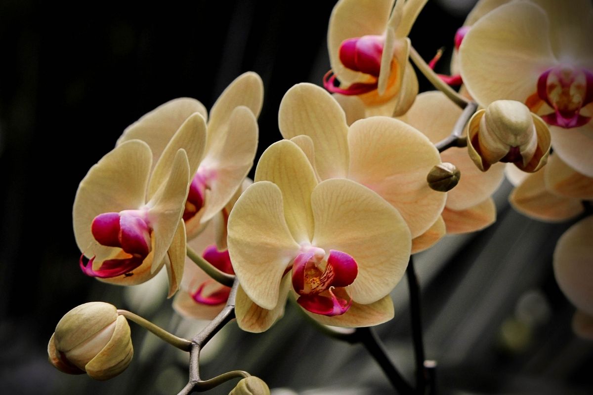 O segredo que vai fazer as suas orquídeas florescerem muito! 1 dica para virar o jogo - Reprodução Canva (1)