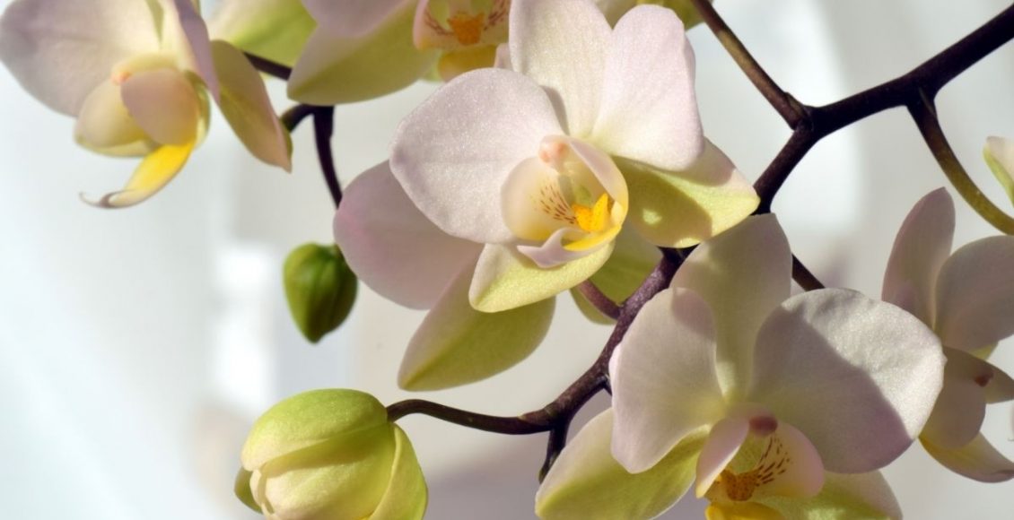 O segredo que vai fazer as suas orquídeas florescerem muito! 1 dica para virar o jogo - Reprodução Canva