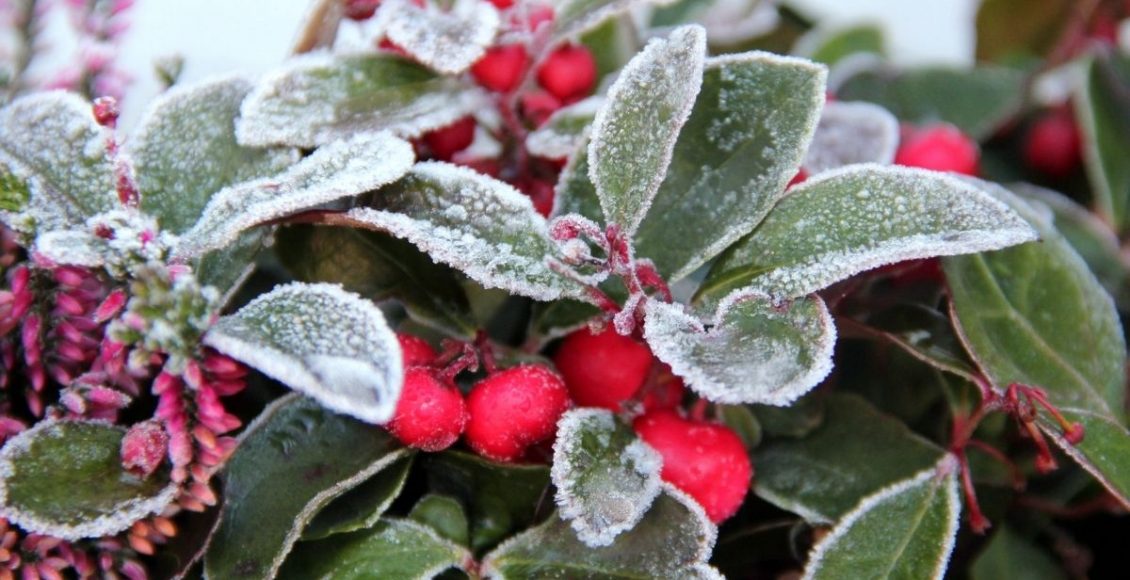 O tempo esfriou? Dicas para cuidar das plantas no inverno, confira - Reprodução Canva