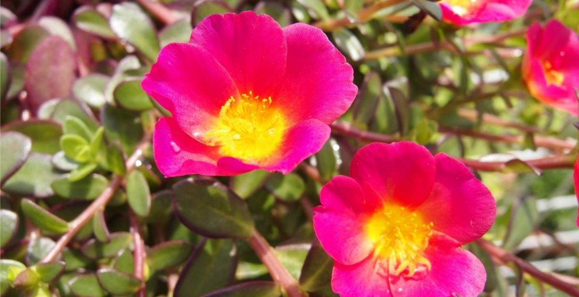 Onze horas conheça essa suculenta rara de flores comestíveis - Reprodução Canva