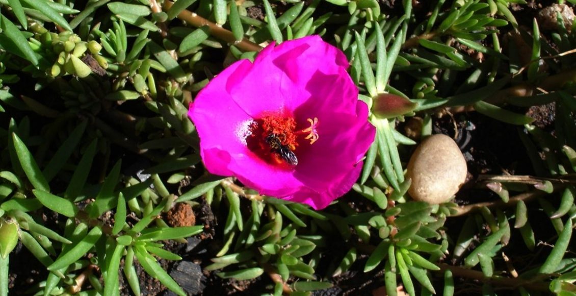 Onze-horas conheça um pouco sobre essa planta e seu cultivo - Reprodução Canva