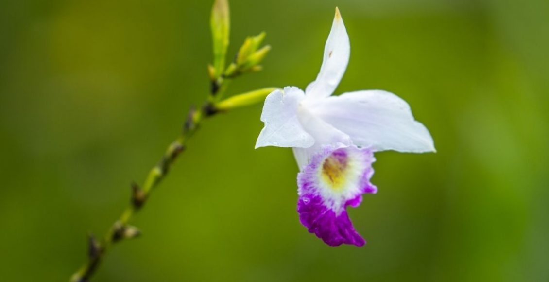 Orquídea-bambu confira algumas informações sobre essa planta linda - Reprodução Canva