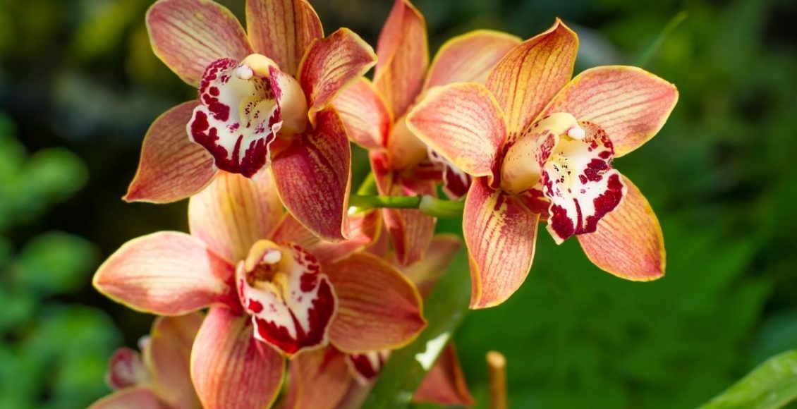 Orquídea cymbidium, tenha essa a beleza exótica enfeitando a sua casa - by Canva