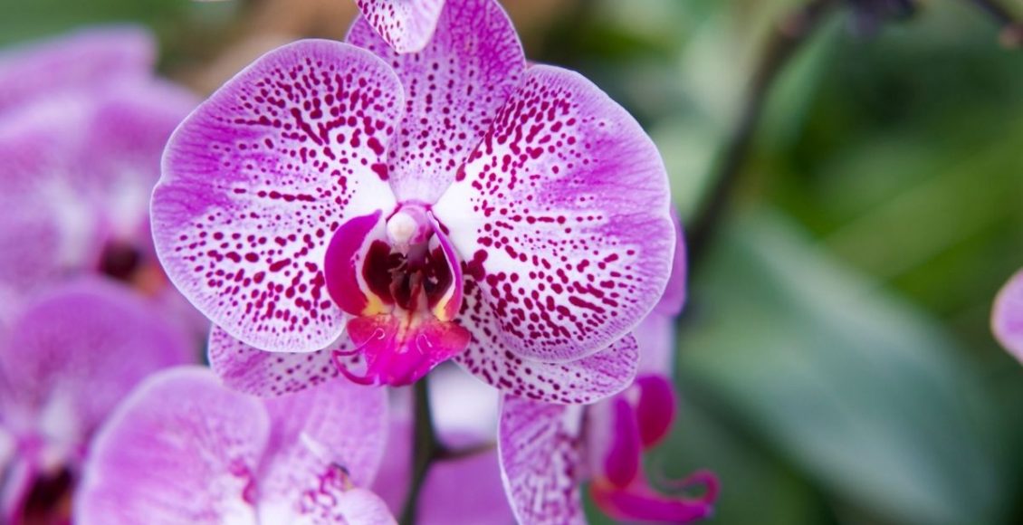 Orquídeas os segredos para cultivar essa planta maravilhosa - reprodução Canva