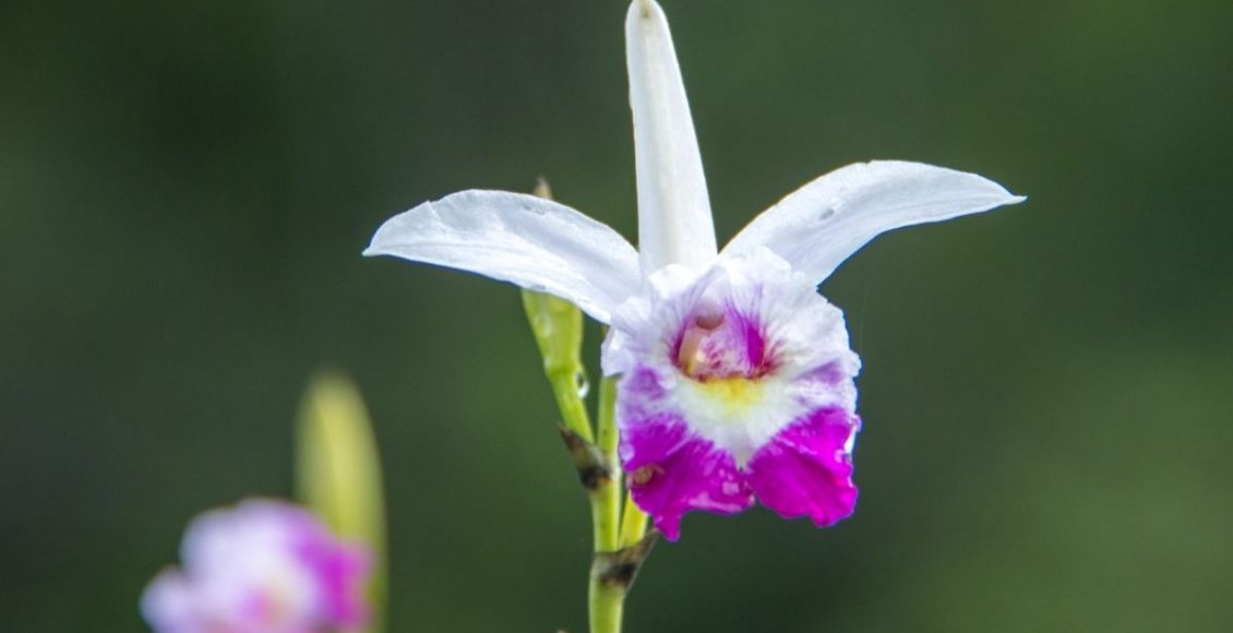 Orquídeas terrestres Conheça mais sobre essas espécies de orquídeas desconhecidas - Reprodução Canva