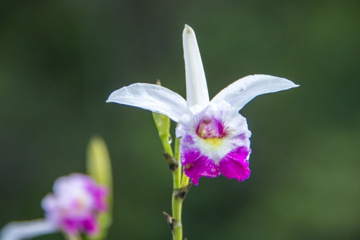 Orquídeas terrestres? Conheça mais sobre essas espécies de orquídeas...