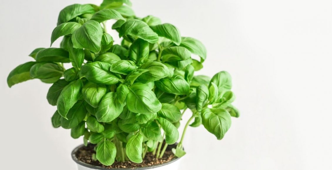 Os 3 maiores erros que quem planta manjericão comete! Tire a sua muda do sofrimento - Reprodução Canva