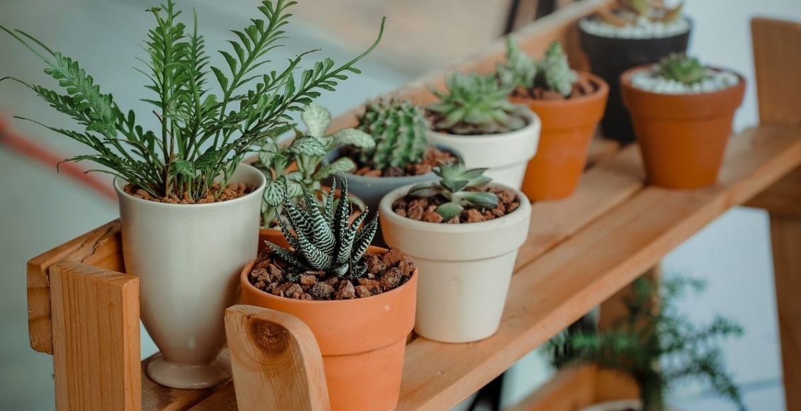 Os 3 segredos para cultivar plantas dicas para o sucesso na jardinagem - Reprodução Canva