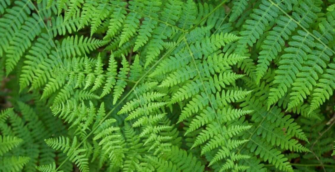 Passo a passo para cultivar samambaias aprenda agora os cuidados necessários - Canva