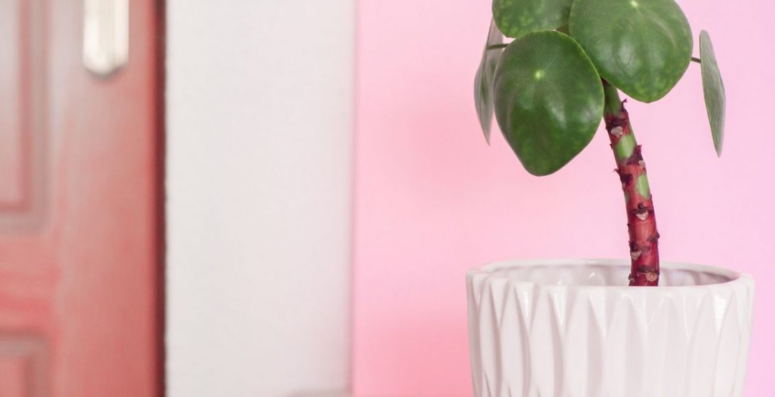 Pilea Peperomioides a planta do dinheiro, dicas rápidas de cultivo - reprodução Canva