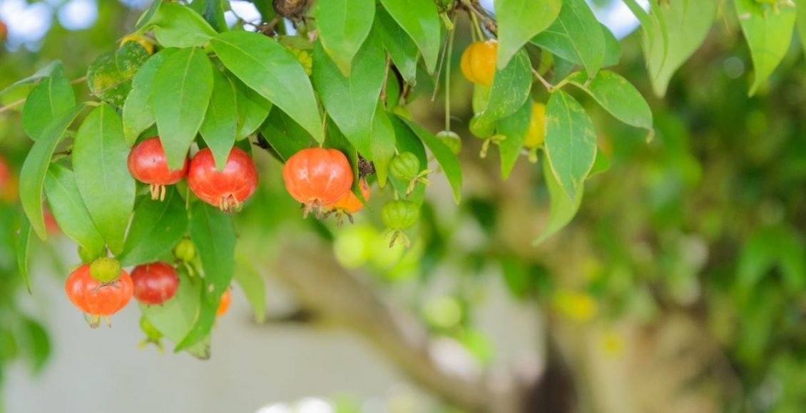 Pitanga guia simples para plantar essa frutífera brasileira tendo pouco espaço - Reprodução Canva