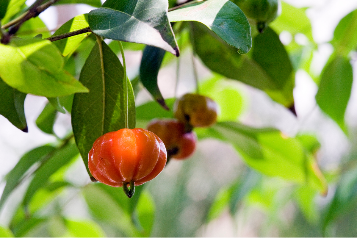 Pitanga guia simples para plantar essa frutífera brasileira tendo pouco espaço - Reprodução Canva