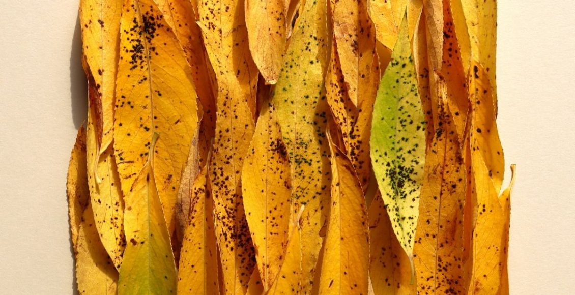 Plantas com folhas pretas Entenda o que isso significa e como tratar essa doença - Reprodução Cabva