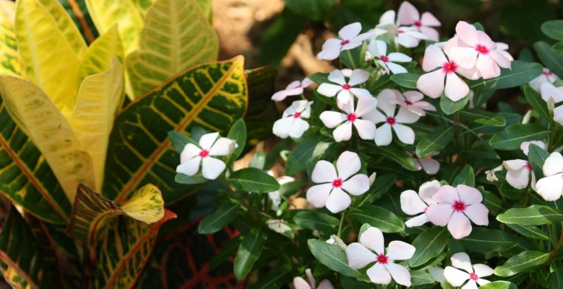 Plantas ornamentais descubra as melhores espécies para interiores - reprodução Canva