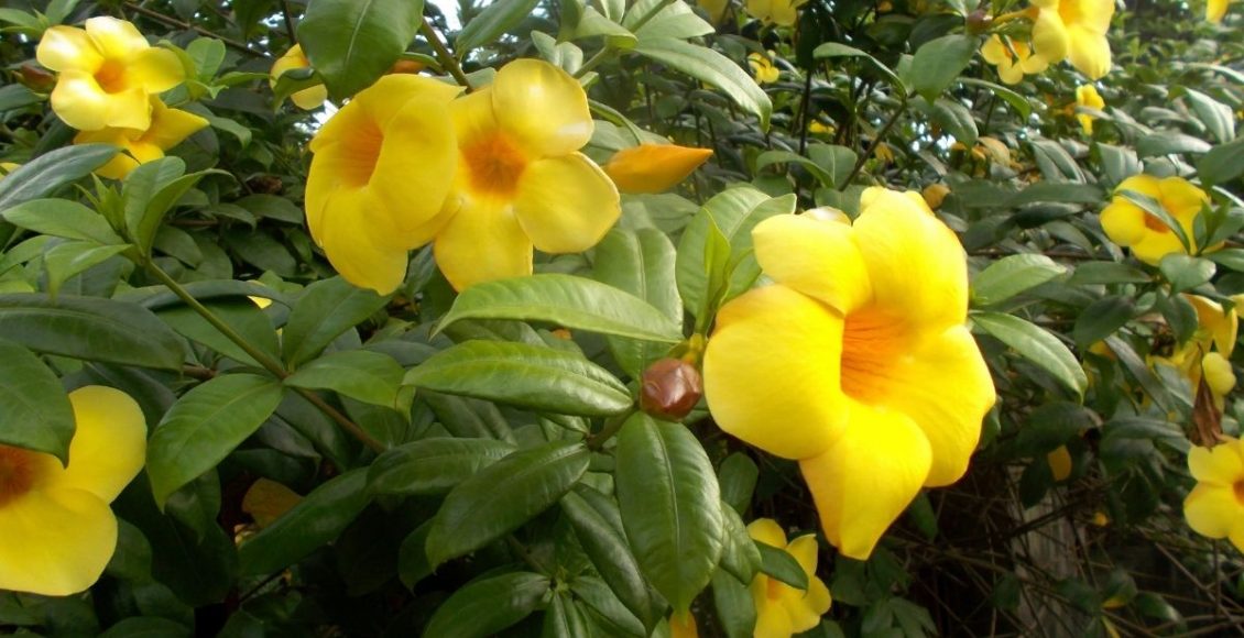 Plantas que gostam de sol - reprodução Canva