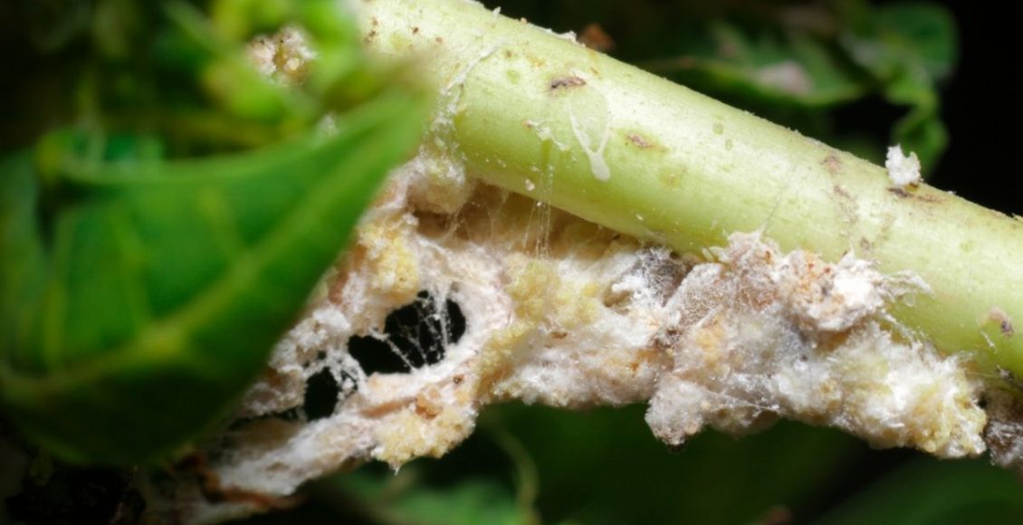 Pode usar detergente neutro nas plantas Veja como eliminar cochonilhas e ácaros em alguns minutos - Reprodução Canva