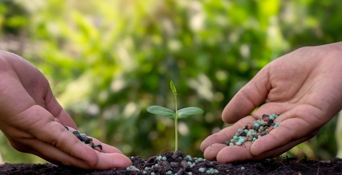 3 tipos diferentes de adubação de plantas- reprodução Canva