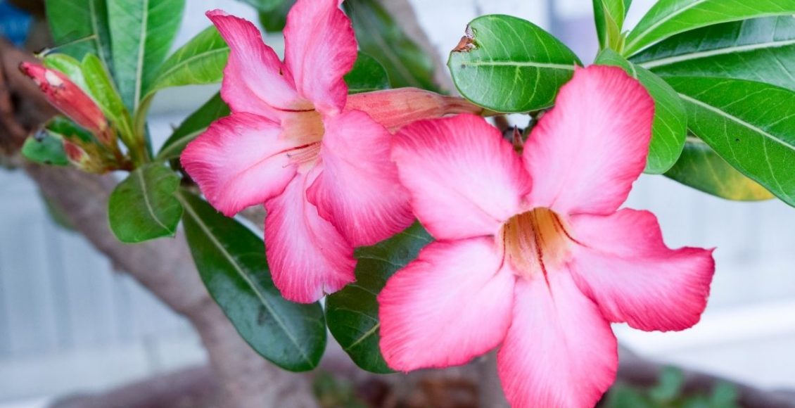 Qual a quantidade de sol ideal para sua rosa do deserto Descubra agora - Reprodução canva