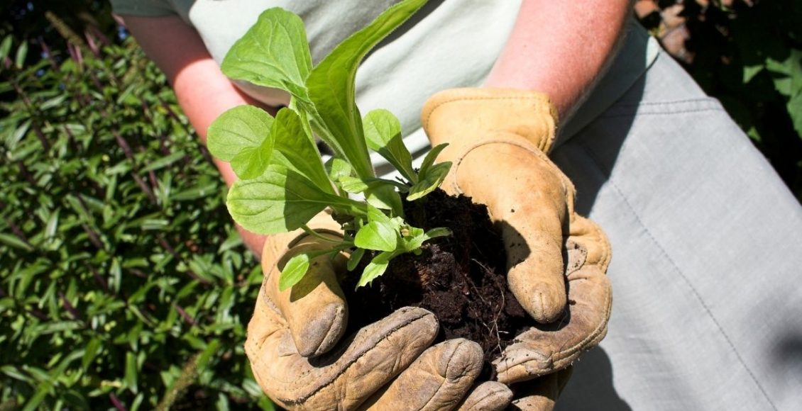Quando trocar sua planta de vaso Descubra qual o momento certo - Imagem Canva