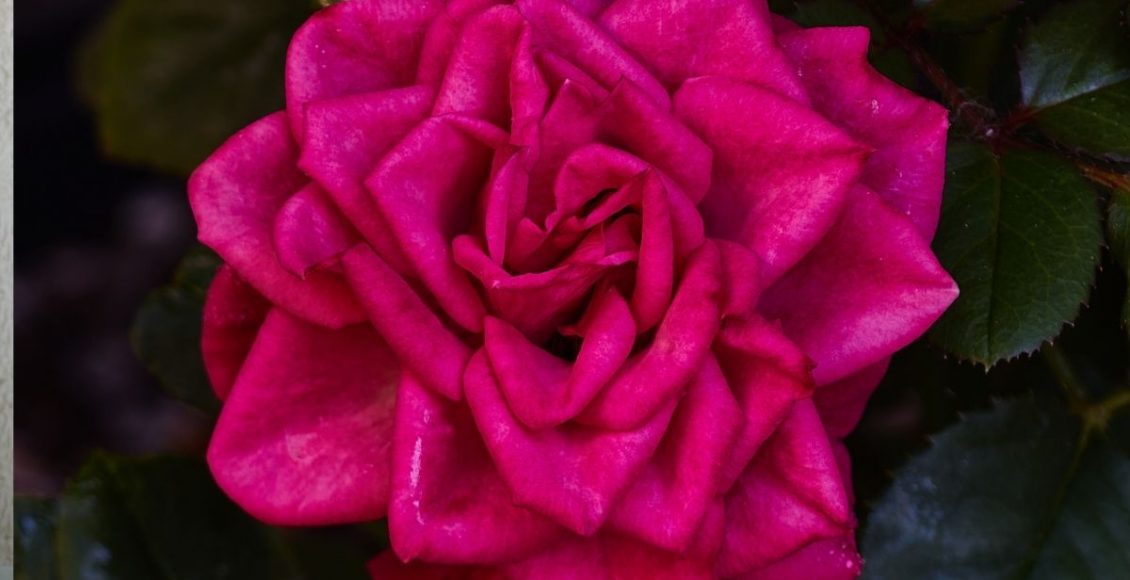 roseiras sempre lindas e florindo - Reprodução Canva