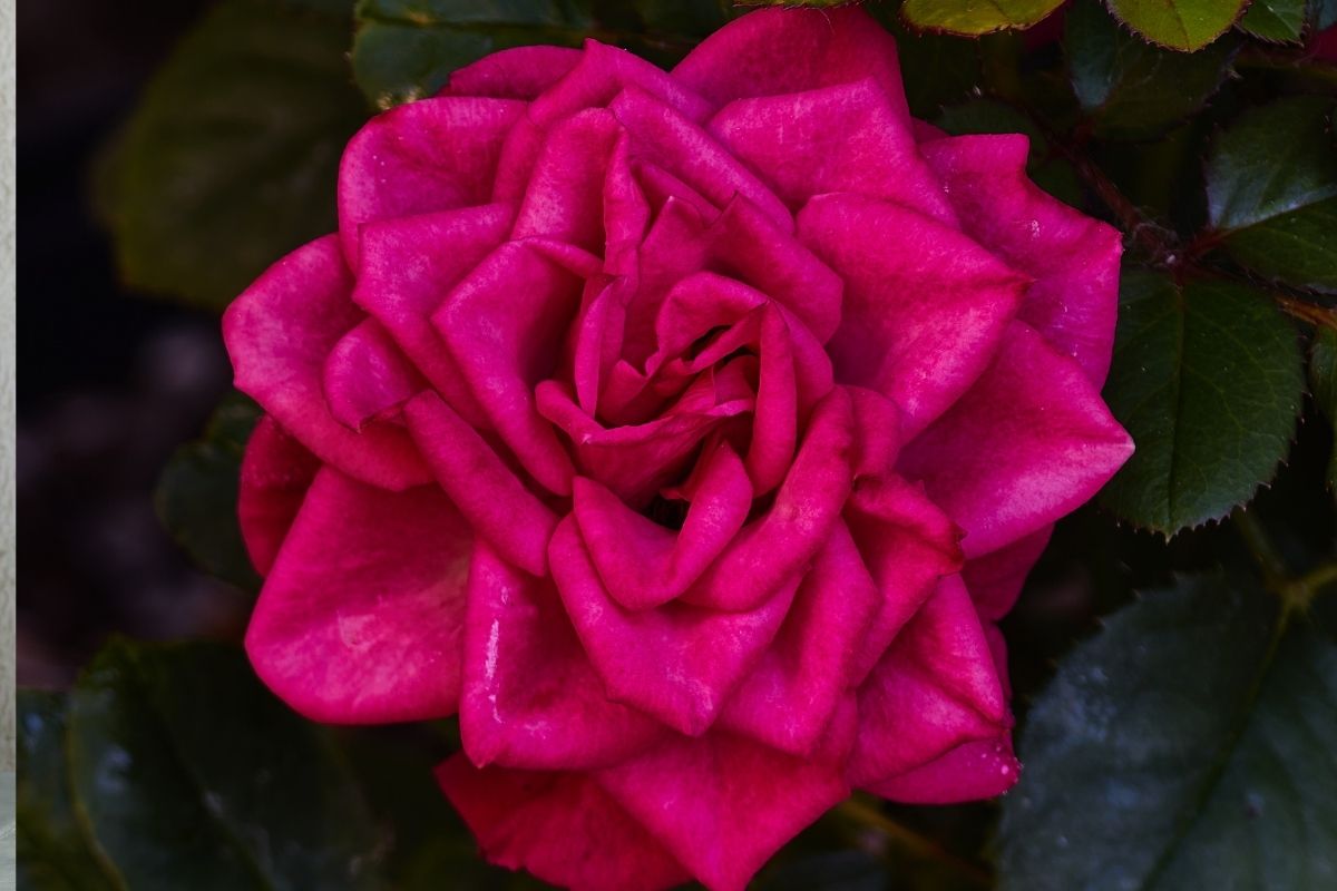 roseiras sempre lindas e florindo - Reprodução Canva