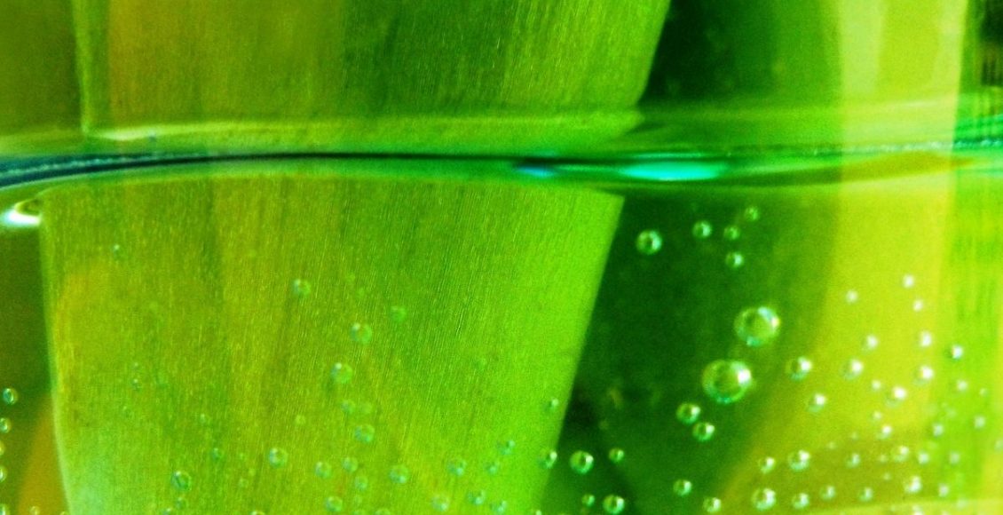 Quer aprender como cultivar plantas na água Confira agora dicas - Reprodução Canva