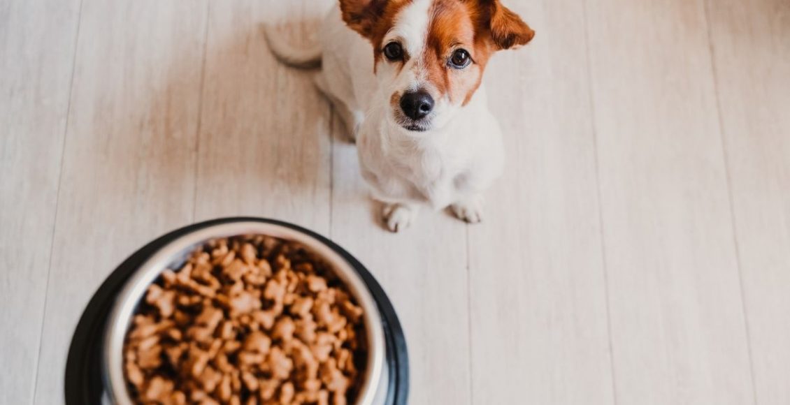 Ração para cachorro - Reprodução Canva