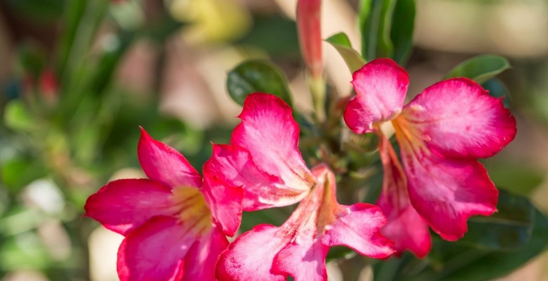 Rosa do deserto com flores deformadas entenda o que pode ser - reprodução canva