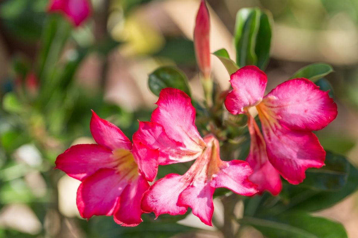 Rosa do deserto com flores deformadas entenda o que pode ser - reprodução canva