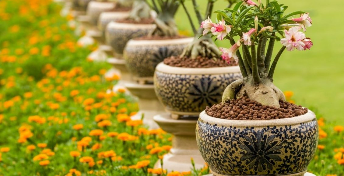 Rosa do deserto com a folha necrosada- Reprodução Canva