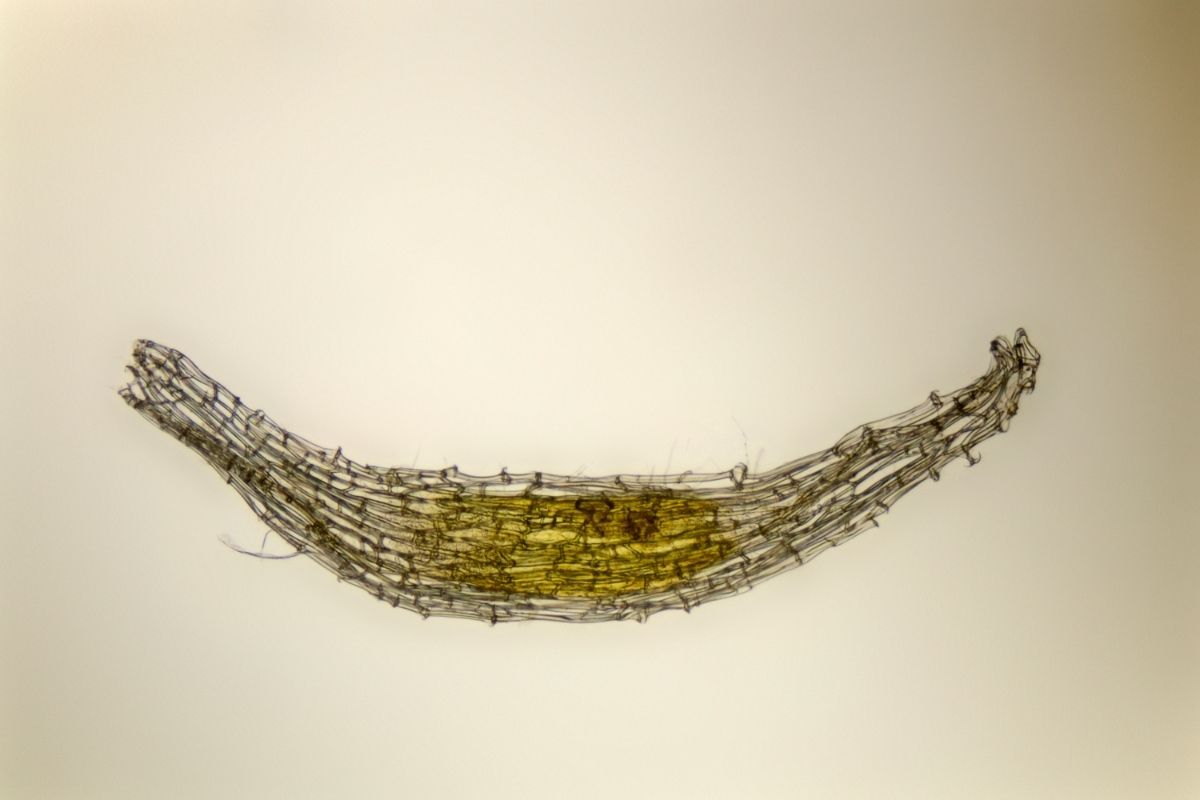 Saiba porque comprar sementes de orquídeas pela internet é uma cilada - Reprodução Canva (1)