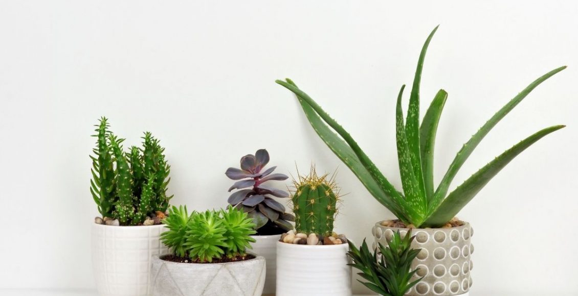 Saiba quais são as melhores plantas para serem cultivadas em casa- reprodução Canva