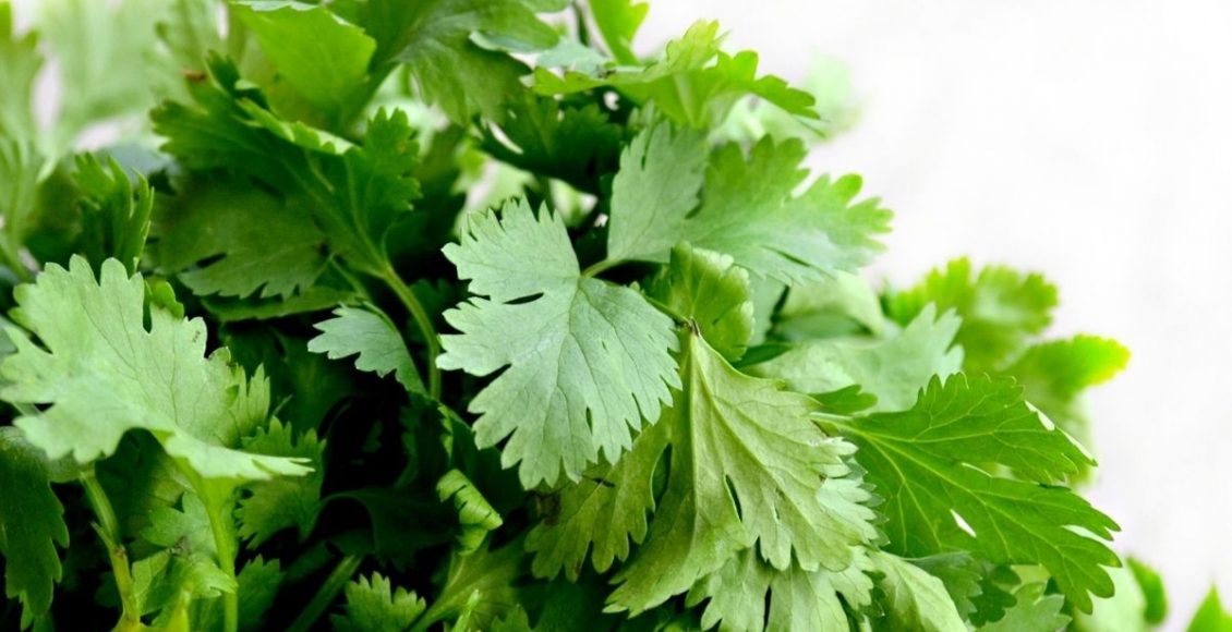 Salsa: aprenda a cultivar em casa e saiba quais são os seus benefícios para a saúde - reprodução: Canva