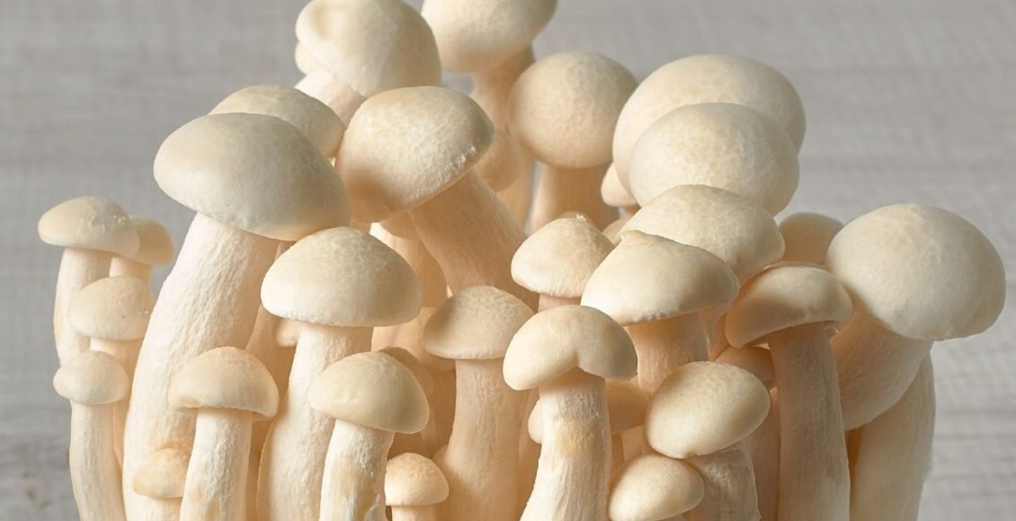 Shimeji conheça os benefícios que o consumo regular desse fungo pode trazer - Reprodução Canva (1)