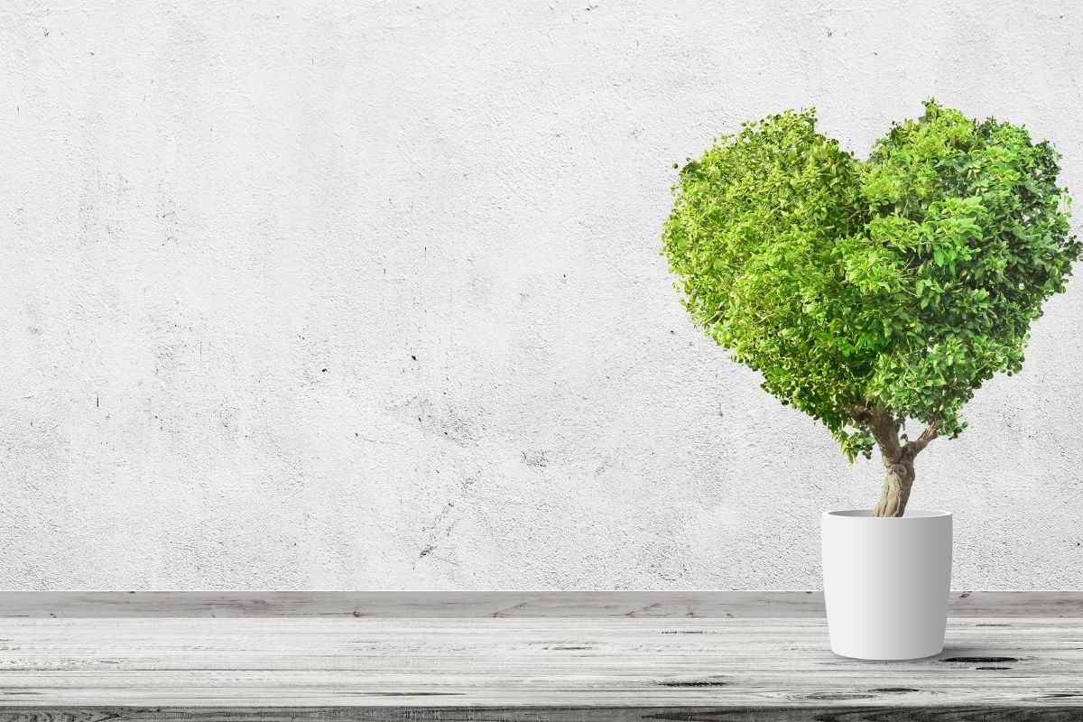 Sistema caseiro de irrigação -1 semana sem regar as plantas, descubra como - Imagem Canva