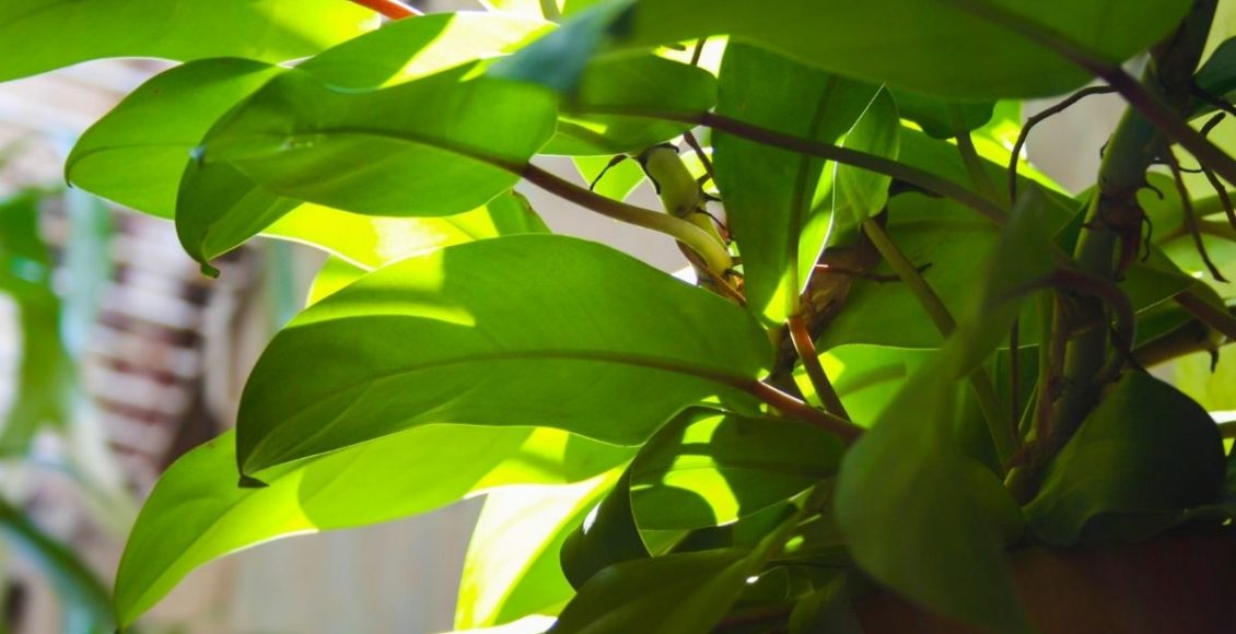 Sol ou sombra para sua planta após a poda? Qual deles escolher, aprenda - Reprodução Canva