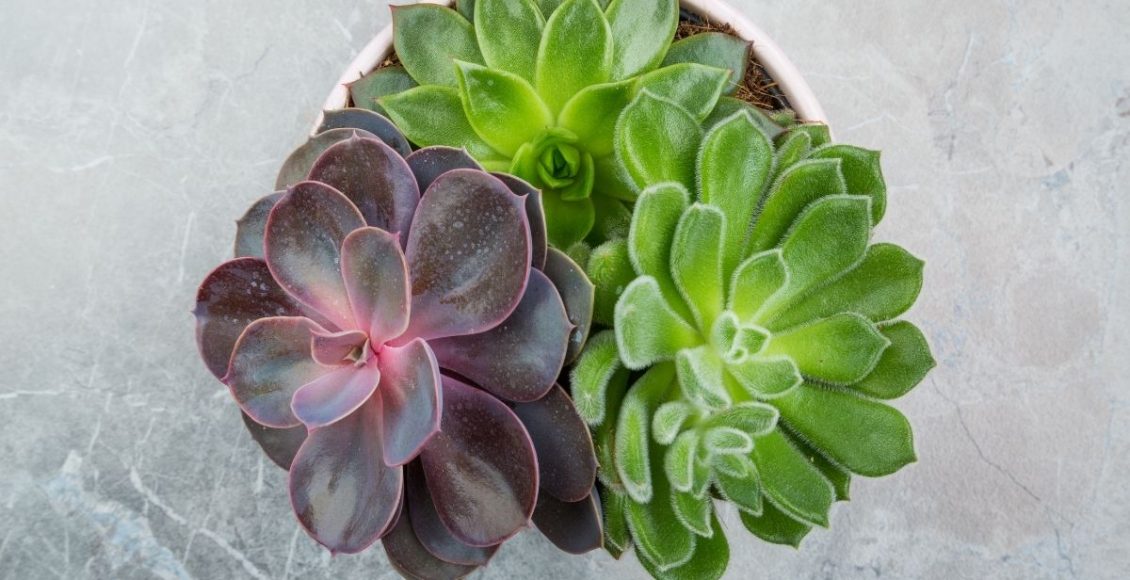 Suculenta rosa pedra dicas para cuidar dessa plantinha charmosa - reprodução Canva