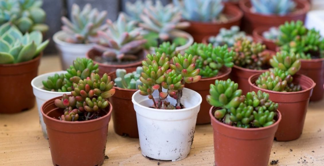 Suculentas: 5 dicas que você precisa saber para o cultivo dessa planta – Reprodução do Canva.