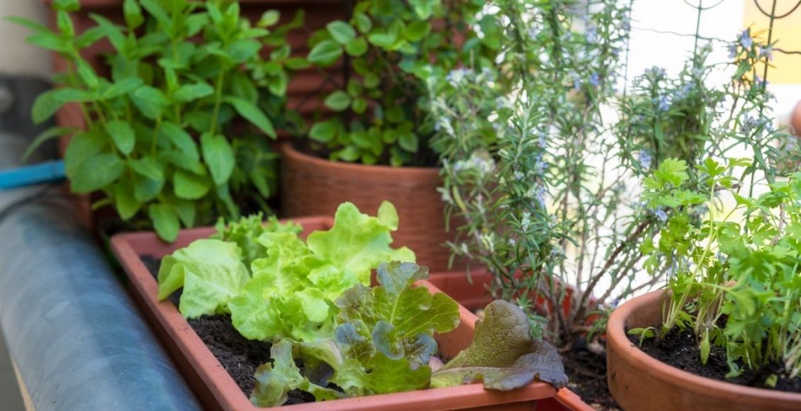 Como fazer cultivo de temperos: dicas que você precisa saber, descubra agora — Reprodução do Canva.